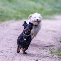 Consejos para adoptantes