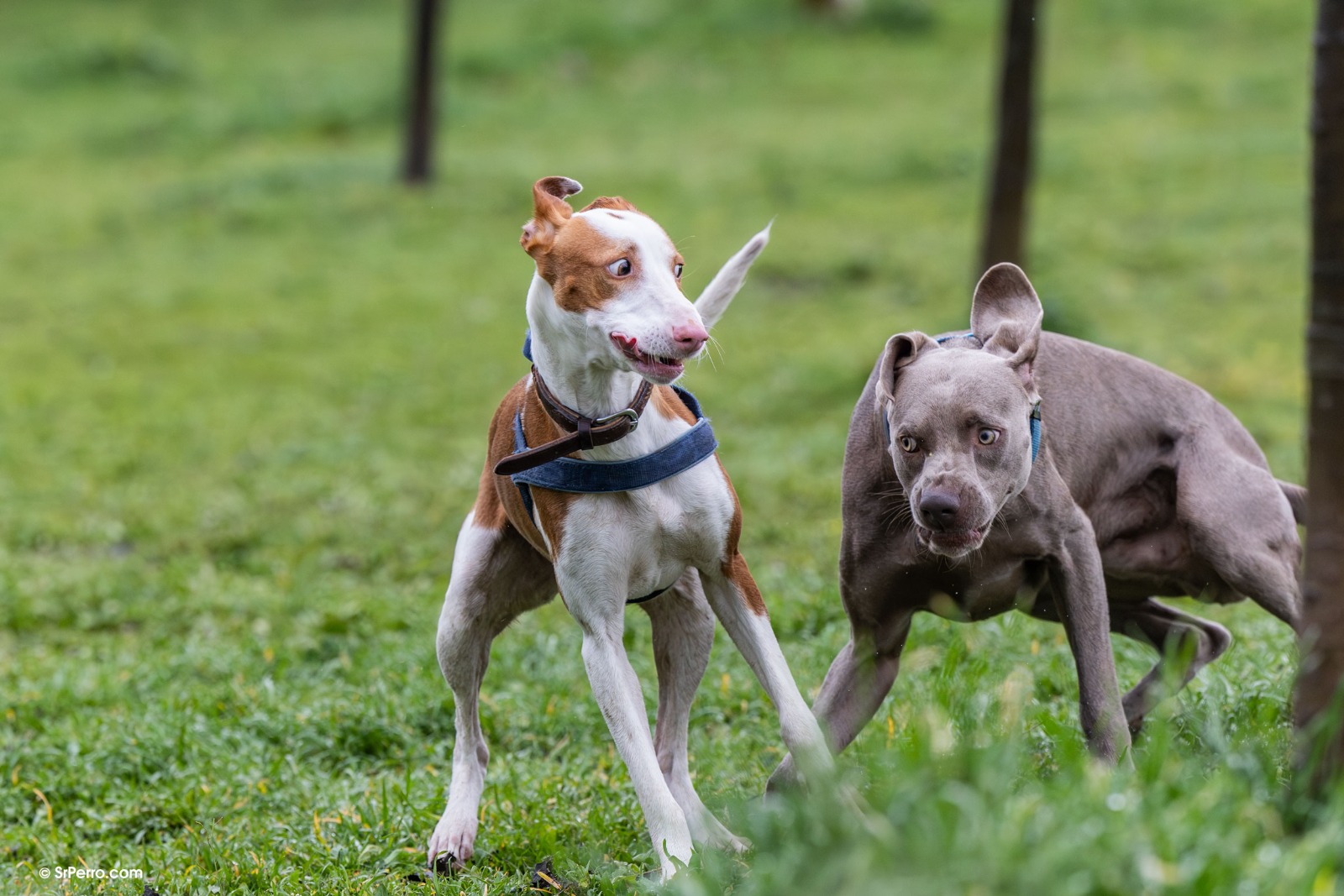 Perro emitiendo diferentes señales de lenguaje canino