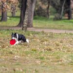 Un perro juega con un frisbee