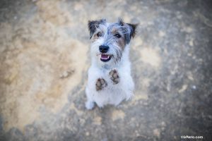 Jack Russell feliz