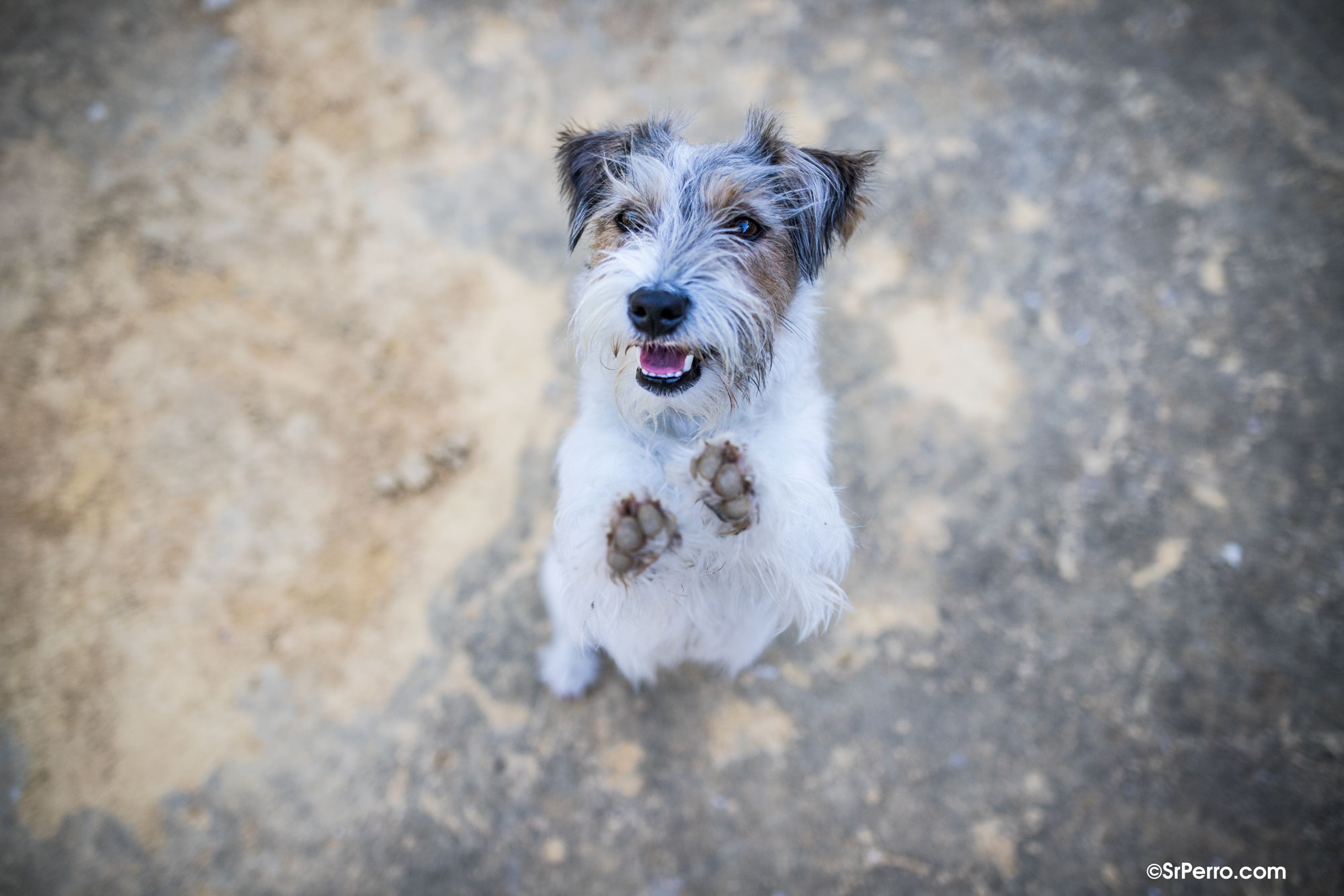 Jack Russell feliz