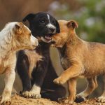 Cachorros relacionándose durante la etapa de socialización del cachorro