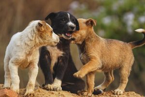 Cachorros relacionándose durante la etapa de socialización del cachorro