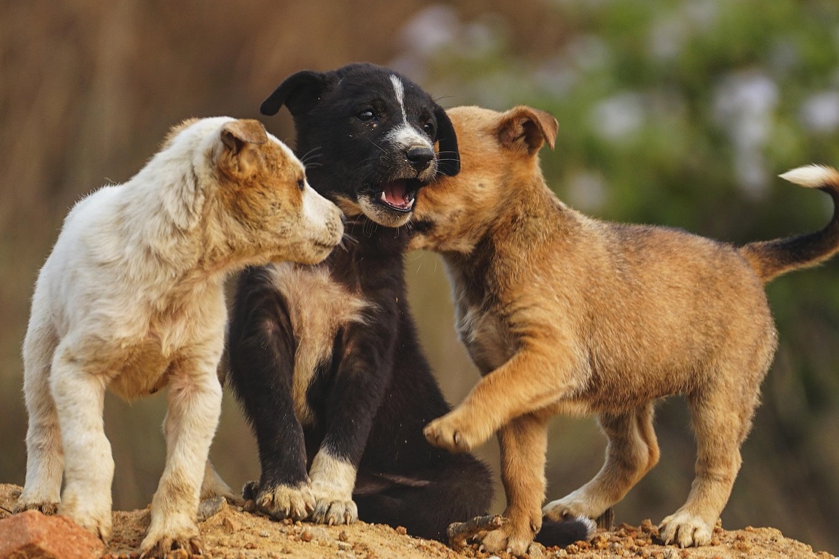 Cachorros relacionándose durante la etapa de socialización del cachorro
