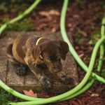 Un cachorro enfermo