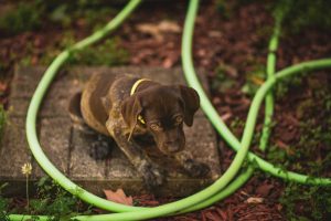 Un cachorro enfermo