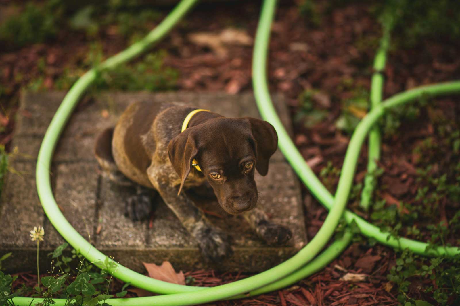 Un cachorro enfermo
