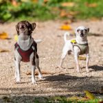 Perros chihuahua ladrando