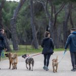 Grupo de perros paseando con correa, incluyendo un PPP con bozal