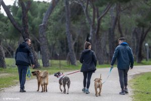 Grupo de perros paseando con correa, incluyendo un PPP con bozal