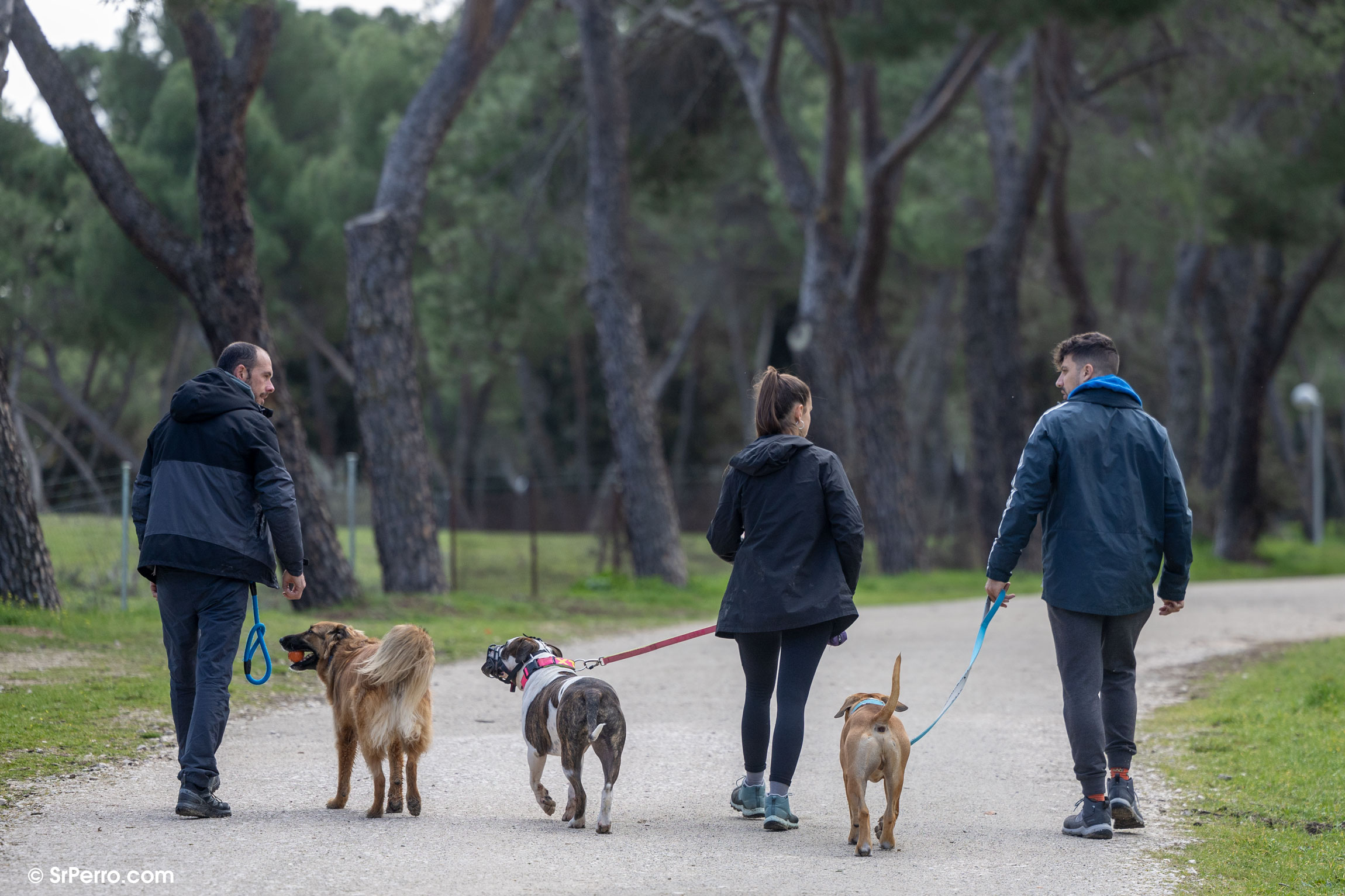 Grupo de perros paseando con correa, incluyendo un PPP con bozal