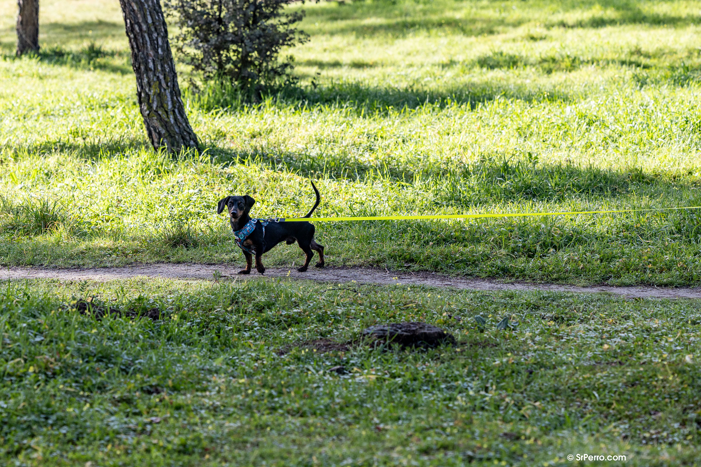 Perro con una flexi