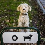 Consejos antes de adoptar