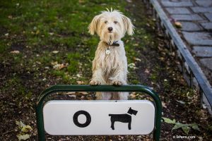 Consejos antes de adoptar