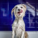 ¿Cómo bañar a tu perro en casa?