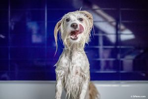 ¿Cómo bañar a tu perro en casa?