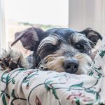 Un perro adormilado