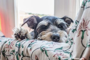 Un perro adormilado