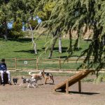 Parque Canino en la ciudad