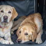 Dos perros en un gran transportín dentro del coche