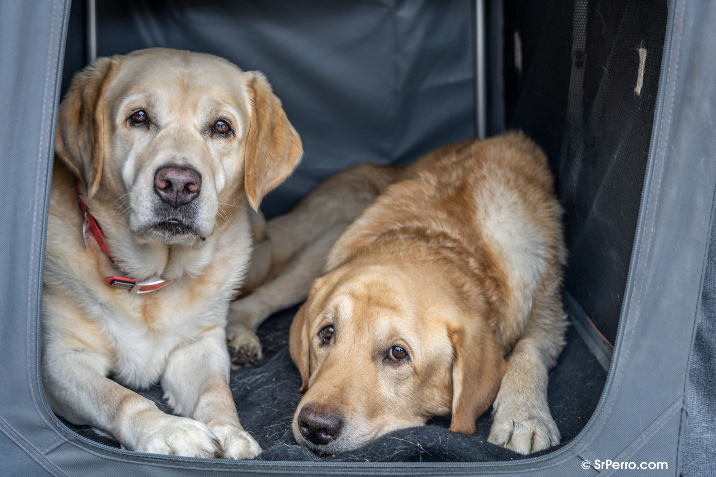 Dos perros en un gran transportín dentro del coche