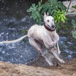 Un galgo adoptado corriendo feliz