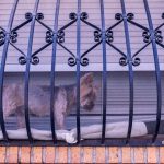 Perrito Yorkie en una ventana