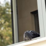 Un perro solo en casa