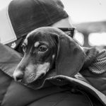 Un hombre lleva a su perro en brazos