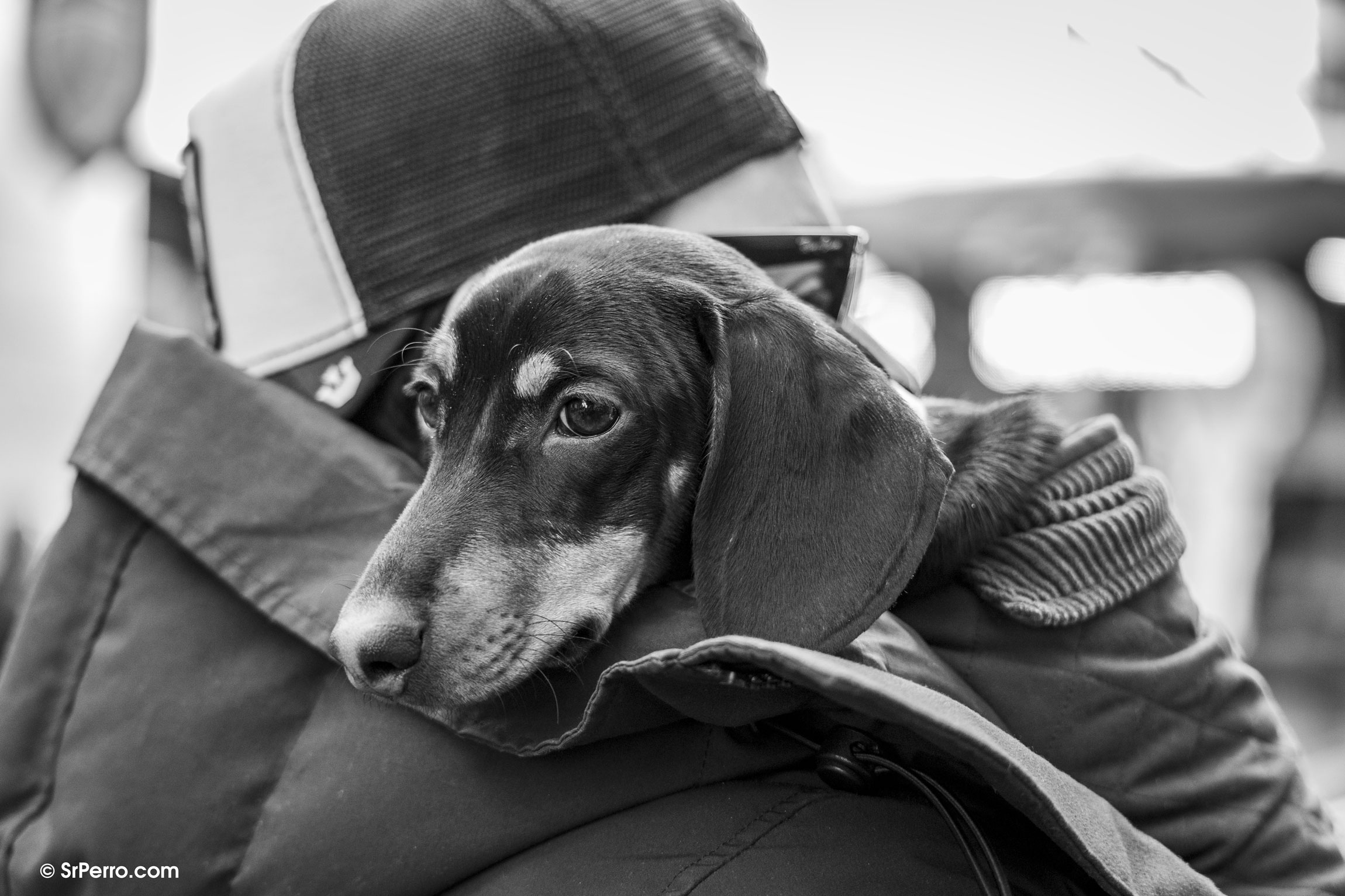 Un hombre lleva a su perro en brazos