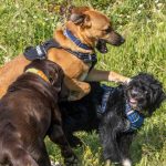 Perros interactuando en un pipican
