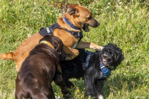 Perros interactuando en un pipican