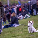 Un perro asilado en una multitud de gente