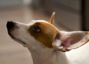 Cachorro atendiendo