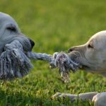Dos cachorros jugando