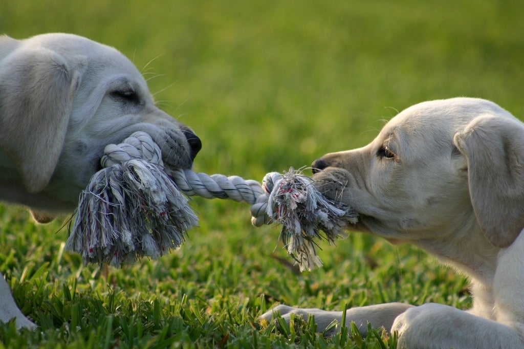 Dos cachorros jugando