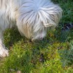 Perro olisqueando caca en la hierba