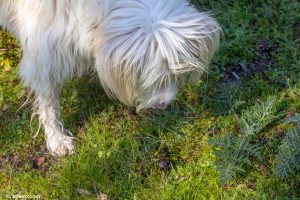 Perro olisqueando caca en la hierba