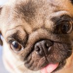 Un perro de raza carlino