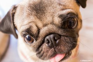 Un perro de raza carlino