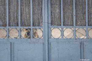 Un perro encerrado en una parcela