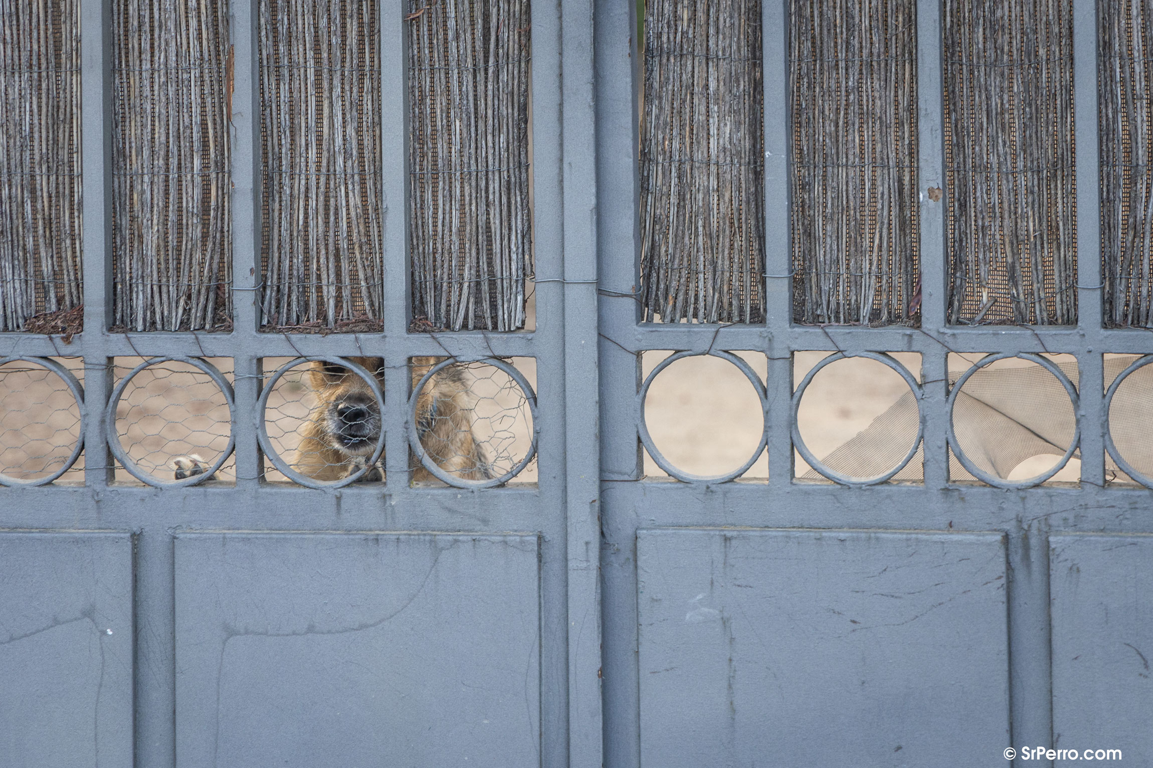 Un perro encerrado en una parcela