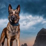 Un perro retratado por Kaylee Greer, Dog Breath Photography
