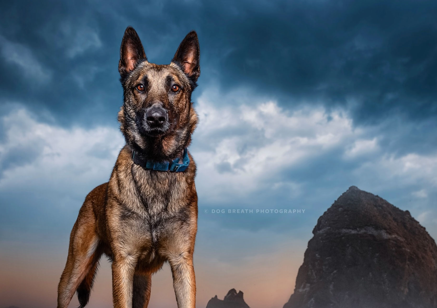 Un perro retratado por Kaylee Greer, Dog Breath Photography