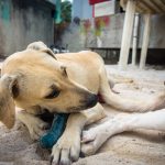 Perros en una protectora