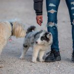 Un cachorro dando sus primeros paseos