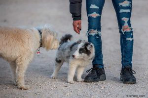 Un cachorro dando sus primeros paseos