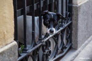 Perro preocupado solo en casa