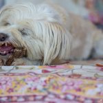 Una perra con un hueso