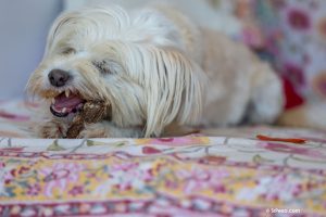 Una perra con un hueso